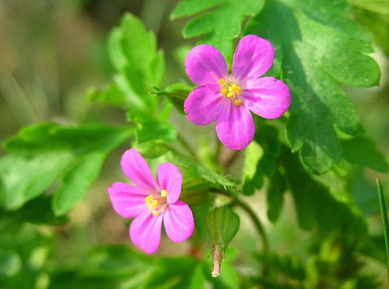 Geranium purpureum / Geranio purpureo